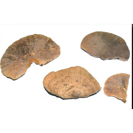 特価◎即日★【ドライ】コアトレーディング/スポンジマッシュルーム ナチュラル/30302