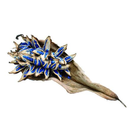 【ドライ】コアトレーディング/旅人の木・リーフ付 ナチュラル/30394