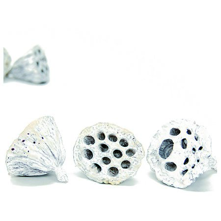 【ドライ】コアトレーディング/ハスヘッド・小 グレイッシュ/10579