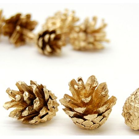 特価◎即日★【ドライ】コアトレーディング/パイン・シルべストリー ゴールド/10683