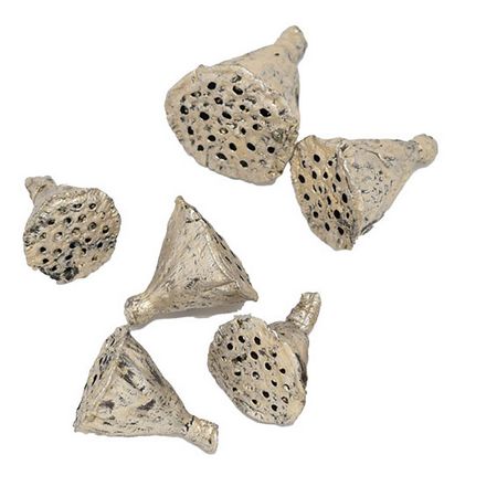 【ドライ】コアトレーディング/ハスヘッド・小 プラチナ/10705