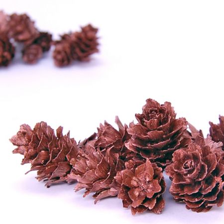 特価◎即日★【ドライ】コアトレーディング/グイマツ ブロンズ/10622