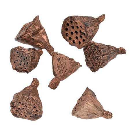 【ドライ】コアトレーディング/ハスヘッド・小 ブロンズ/10647