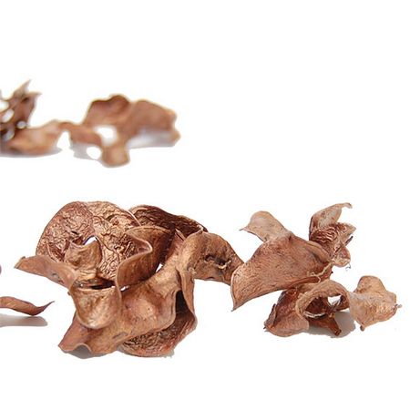 特価◎即日★【ドライ】コアトレーディング/マメカラ ブロンズ/10679