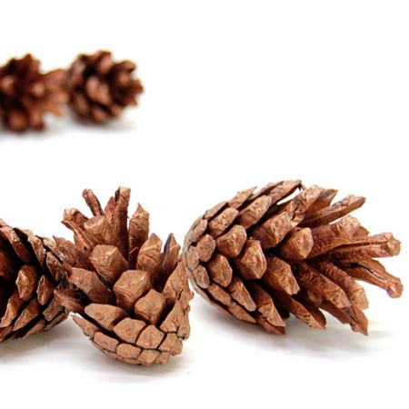 特価◎即日★【ドライ】コアトレーディング/パイン・シルべストリー ブロンズ/10689