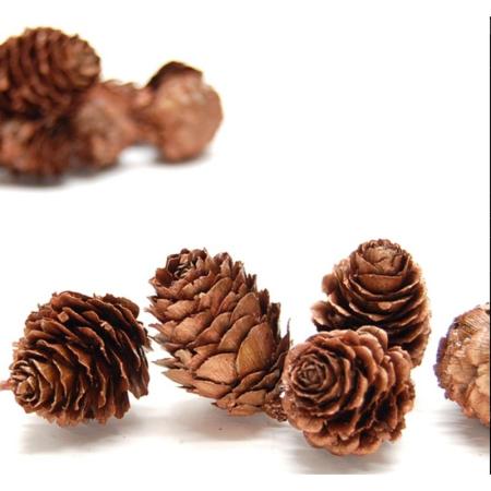 特価◎即日★【ドライ】コアトレーディング/カラマツ ブロンズ/10693