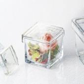 ウスアカネダカラ、 ウスアカウスアカネダカラ : 貝殻ストア - 通販 - Yahoo