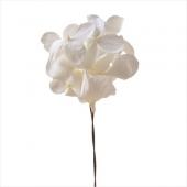 即日★【プリザーブド】フロールエバー/アンデスアジサイＷ ＳＰ パールホワイト/FLPP6291-01