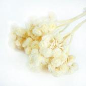 【ドライ】フロールエバー/イモーテル ドライ ナチュラル/FLDR0033-910