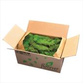 特価◎【プリザーブド】フロールエバー/フラットモスFR バルク Green/FL827FR-800