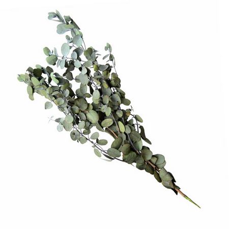 特価◎【プリザーブド】フロールエバー/ユーカリ グニー Green/FL8731-800