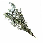 特価◎【プリザーブド】フロールエバー/ユーカリ グニー Green/FL8731-800