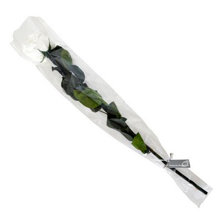 【プリザーブド】フロールエバー/グレースローズ ステム付 Pearl White/FL0921-01