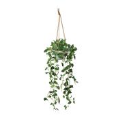 直送】 【人工観葉植物】光の楽園/光触媒 フィロハンギング/2584A100