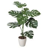 直送】 【人工観葉植物】光の楽園/光触媒 モンステラ 1.0/207K140