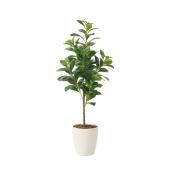 直送】 【人工観葉植物】光の楽園/光触媒 フレッシュマネーツリー90