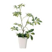 直送】 【人工観葉植物】光の楽園/光触媒 シェフレラ/212A80 ※返品・代