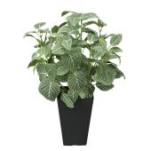 直送】 【人工観葉植物】光の楽園/光触媒 フィットニア(フロック加工