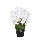 胡蝶蘭 造花 直送】 【造花】光の楽園/光触媒 プリンセス胡蝶蘭W/2266K60 ※返品・代