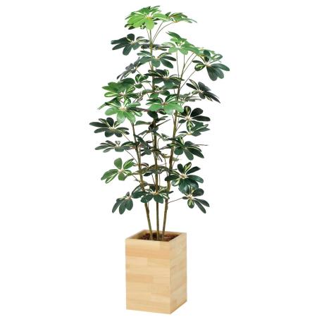 【直送】 【人工観葉植物】光の楽園/光触媒 ウッドボックスカポック1.6/2641A430 ※返品・代引・キャンセル不可