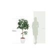 【直送】 【人工観葉植物】光の楽園/光触媒 パキラトピアリー 1.5/194R280 ※返品・代引・キャンセル不可