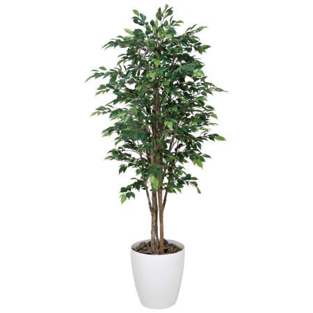 【直送】 【人工観葉植物】光の楽園/光触媒 ロイヤルベンジャミン 1.6/150R580 ※返品・代引・キャンセル不可