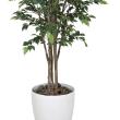 【直送】 【人工観葉植物】光の楽園/光触媒 ベンジャミンダブル 1.8/169R360 ※返品・代引・キャンセル不可