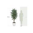 【直送】 【人工観葉植物】光の楽園/光触媒 ベンジャミンダブル 1.8/169R360 ※返品・代引・キャンセル不可