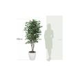 【直送】 【人工観葉植物】光の楽園/光触媒 ベンジャミンツリー 1.8/157R550 ※返品・代引・キャンセル不可