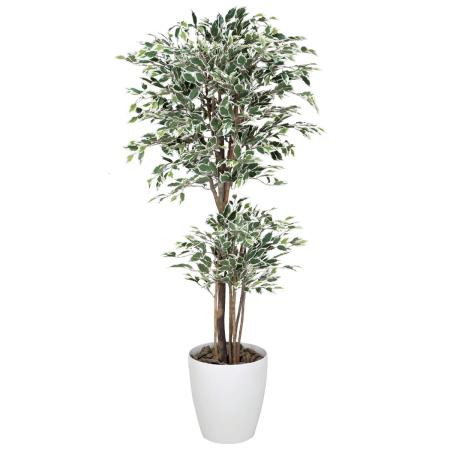 【直送】 【人工観葉植物】光の楽園/光触媒 トロピカルベンジャミン斑入り 1.8/167K600 ※返品・代引・キャンセル不可
