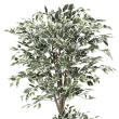 【直送】 【人工観葉植物】光の楽園/光触媒 トロピカルベンジャミン斑入り 1.8/167K600 ※返品・代引・キャンセル不可