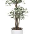 【直送】 【人工観葉植物】光の楽園/光触媒 トロピカルベンジャミン斑入り 1.8/167K600 ※返品・代引・キャンセル不可