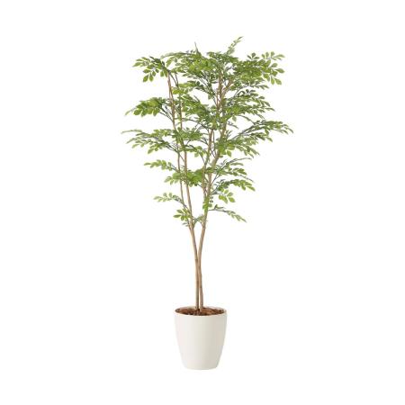 【直送】 【人工観葉植物】光の楽園/光触媒 ライトトネリコ1.6/2231R340 ※返品・代引・キャンセル不可