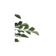 【直送】 【人工観葉植物】光の楽園/光触媒 トネリコ 1.35/2619A270 ※返品・代引・キャンセル不可