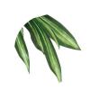 【直送】 【人工観葉植物】光の楽園/光触媒 幸福の木 1.6/400R400 ※返品・代引・キャンセル不可