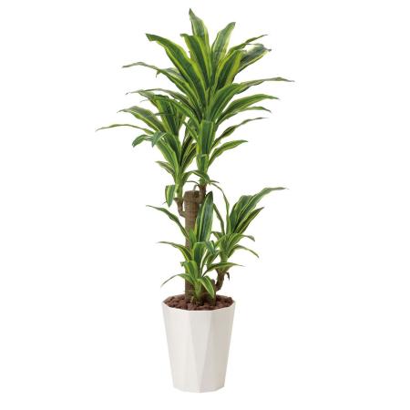 【直送】 【人工観葉植物】光の楽園/光触媒 フレッシュドラセナ1.25/428R300 ※返品・代引・キャンセル不可
