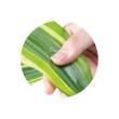【直送】 【人工観葉植物】光の楽園/光触媒 フレッシュドラセナ1.8/2016R400 ※返品・代引・キャンセル不可