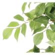 【直送】 【人工観葉植物】光の楽園/光触媒 マウンテンアッシュ1.8/900R480 ※返品・代引・キャンセル不可