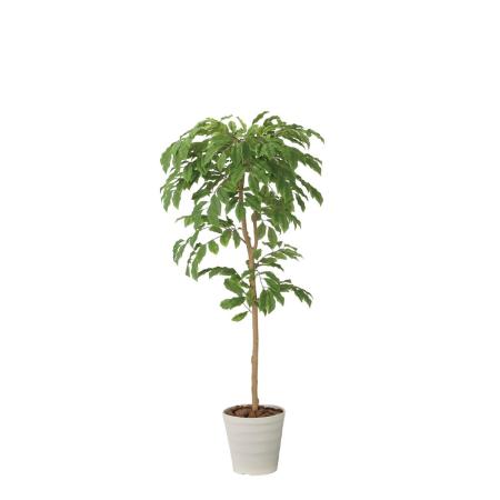【直送】 【人工観葉植物】光の楽園/光触媒 チェリーツリー1.8/2713A300 ※返品・代引・キャンセル不可