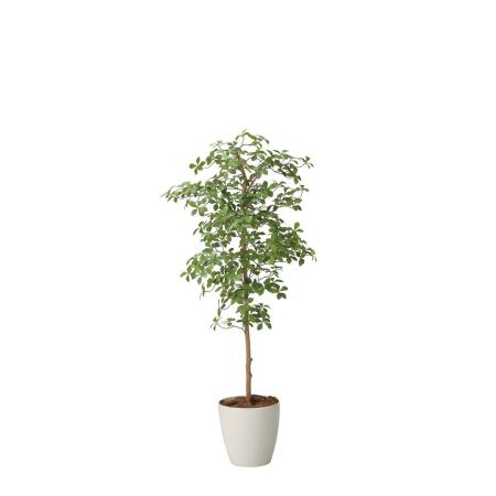 【直送】 【人工観葉植物】光の楽園/光触媒 アーモンドツリー1.6/2717A450 ※返品・代引・キャンセル不可