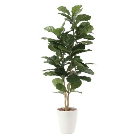 【直送】 【人工観葉植物】光の楽園/光触媒 カシワバゴム1.35/609R280 ※返品・代引・キャンセル不可