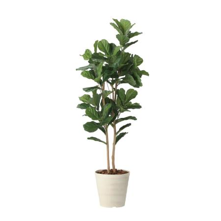 【直送】 【人工観葉植物】光の楽園/光触媒 カシワバゴム1.8/2466A430 ※返品・代引・キャンセル不可