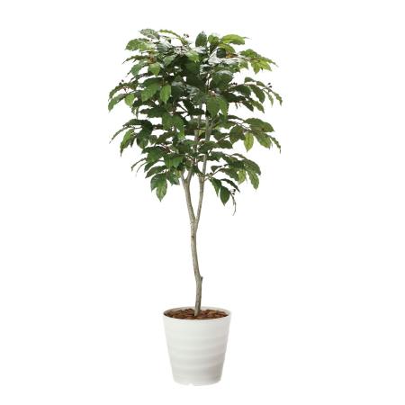 【直送】 【人工観葉植物】光の楽園/光触媒 コーヒーツリー1.8/2020A580 ※返品・代引・キャンセル不可