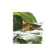【直送】 【人工観葉植物】光の楽園/光触媒 コーヒーツリー1.8/2020A580 ※返品・代引・キャンセル不可