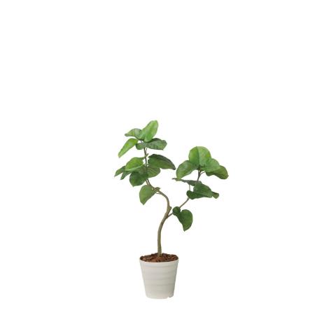 【直送】 【人工観葉植物】光の楽園/光触媒 ウンベラータ1.25/2629A300 ※返品・代引・キャンセル不可