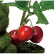 【直送】 【人工観葉植物】光の楽園/光触媒 サクランボ/2098R35 ※返品・代引・キャンセル不可