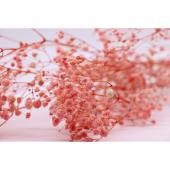 プリザーブド Paseo カスミソウ ピンク 30g Xj 25pk