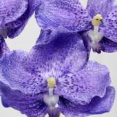 【造花】《生花転写》FIAN/ヴァンダオーキッドピック(3本) PU/FPF0008PU