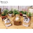 特価◎Benny’s/ベニーズキャット(ひみつの箱)/QY-237