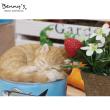 特価◎Benny’s/ベニーズキャット(ネコ缶)/QY-240Y